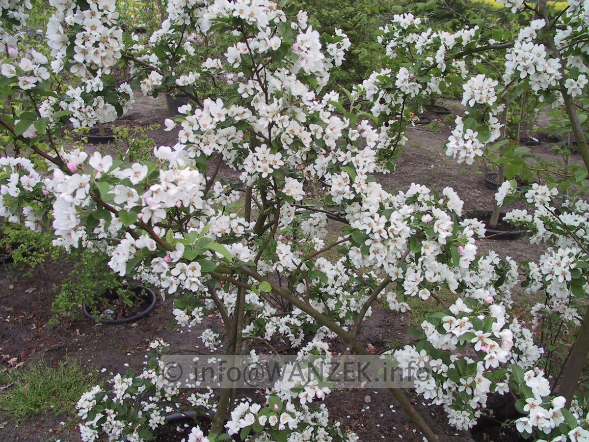 Malus Red Sentinel 3 voll bluehend.JPG